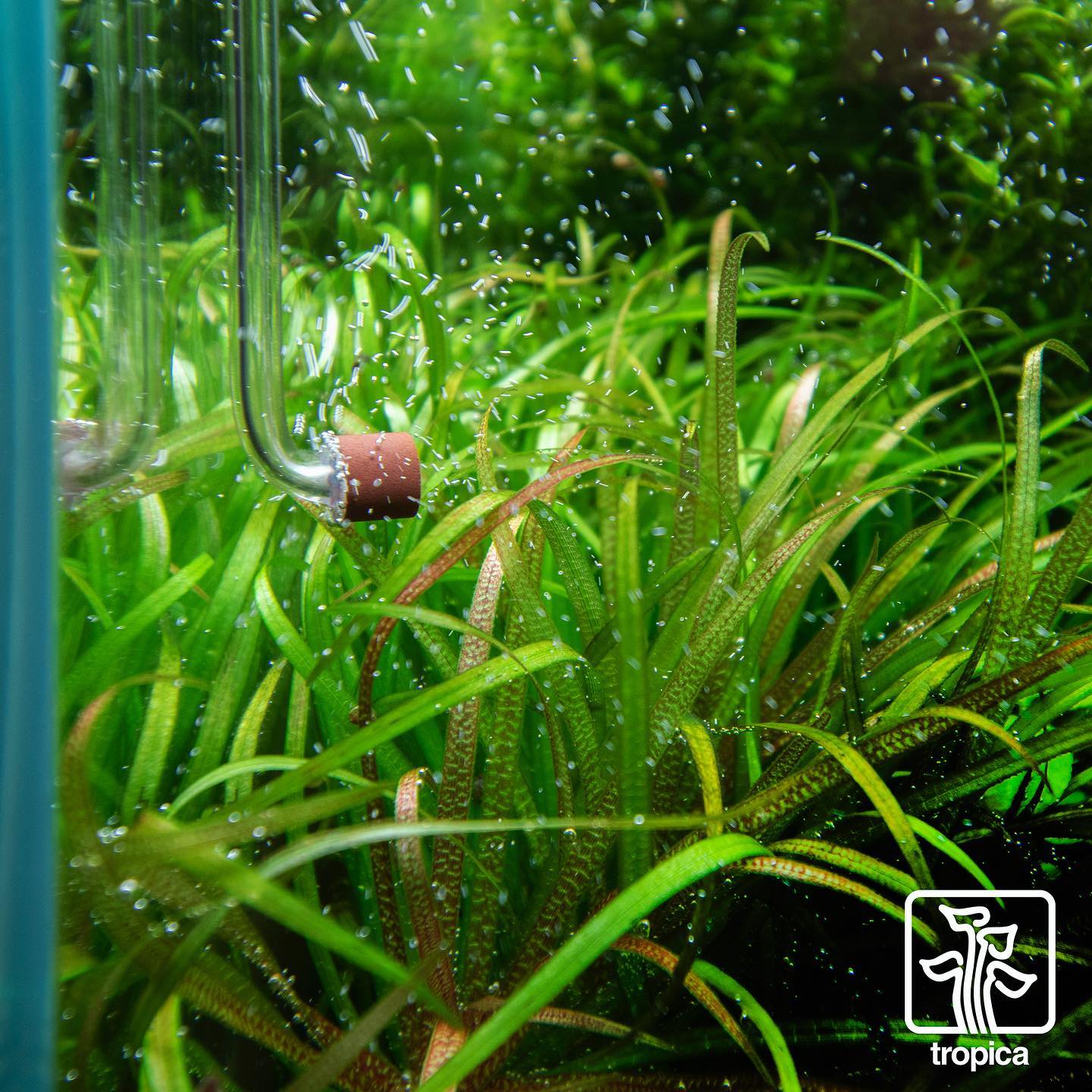 Image showcasing Tropica Aquarium Plants - Do you use CO2 injection? 💉🌱 🌱 Carbon dioxide ...