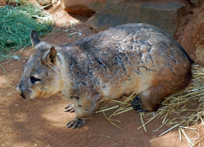 Did you know... - Wombat Protection Society of Australia | Facebook