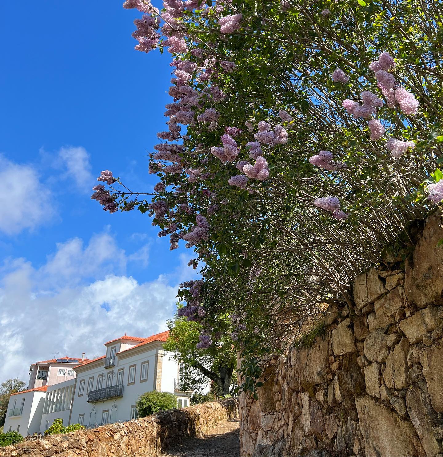 Quinta da Rocha 1875 | Pedrógão Pequeno