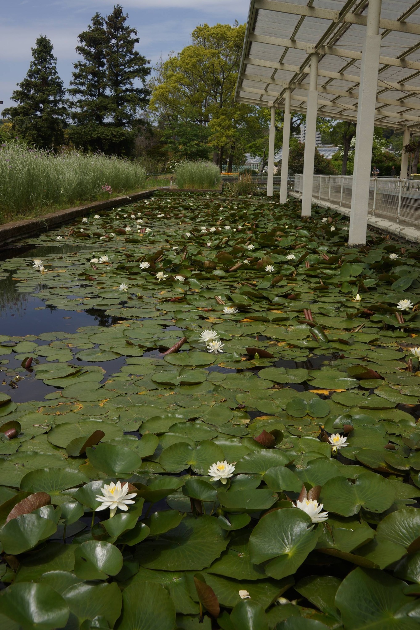 睡蓮』 日比谷花壇大船フラワーセンター エジプトでは「ナイルの花嫁 
