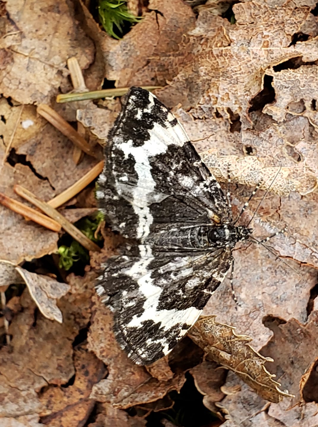 Modest sphinx moth and little white moth in Hanwell, NB
