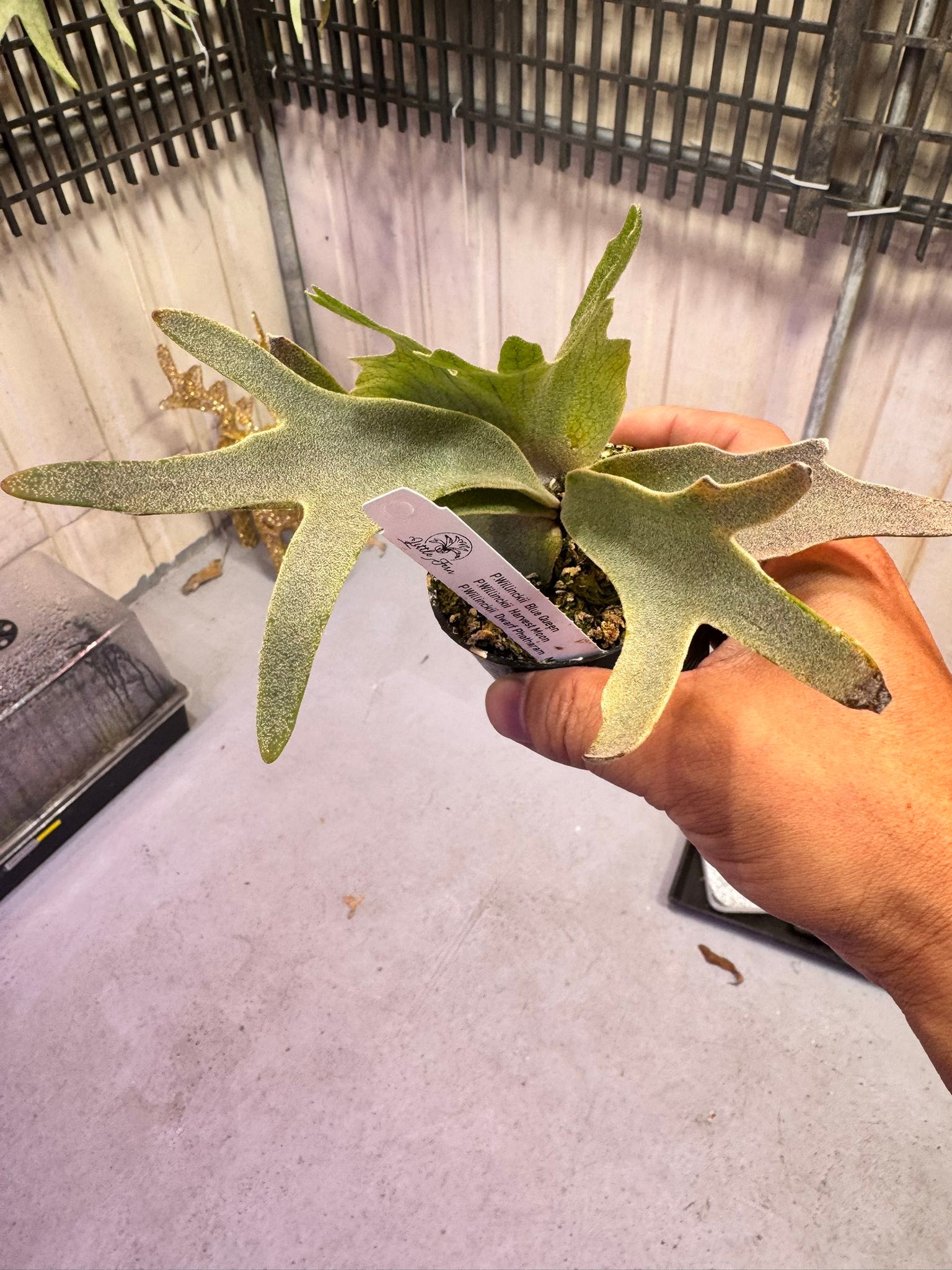 來源泰國🇹🇭little Fern Blue Queen Harvest Moon Dwarf Photharam