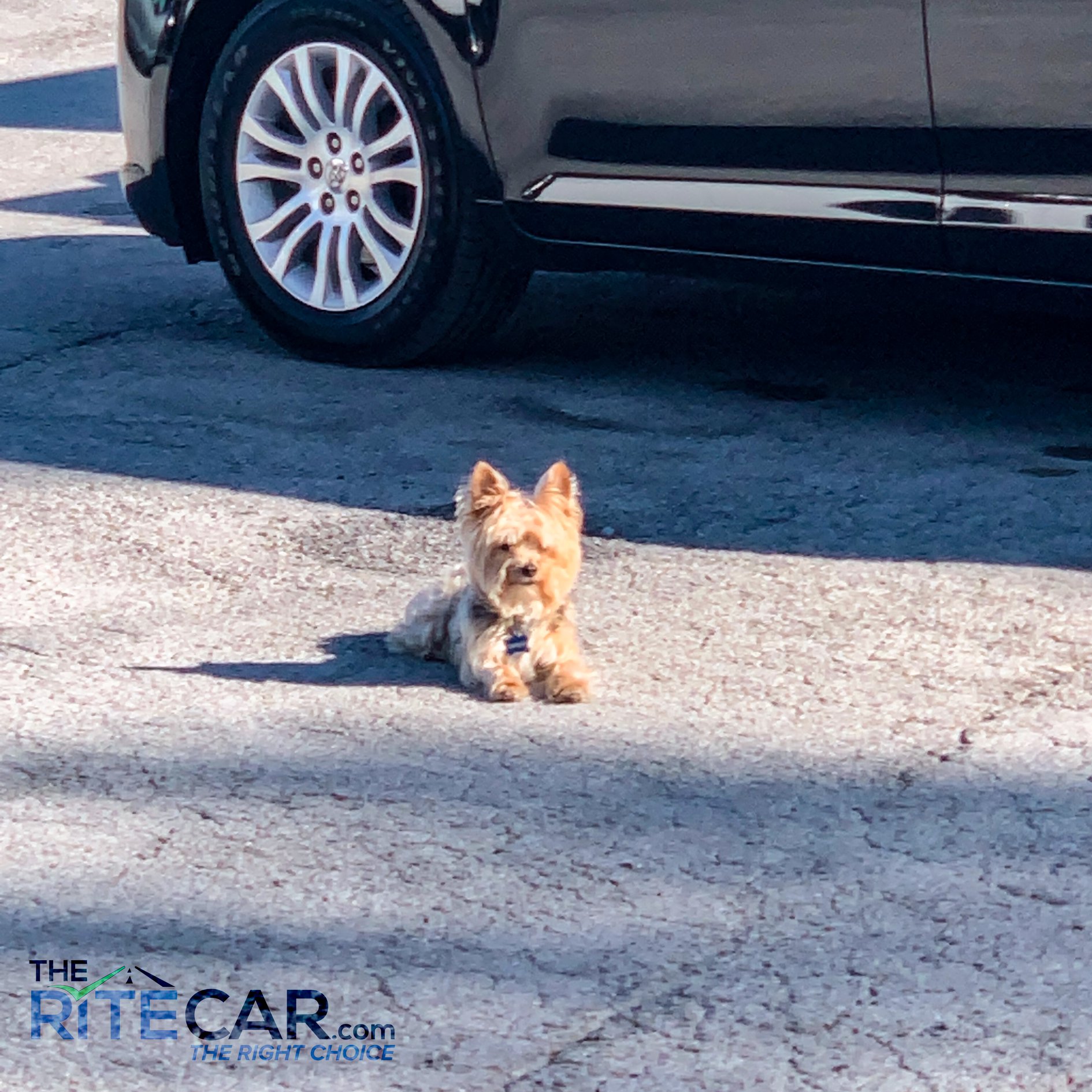 Our Rite Car mascot may be small, but... - The Rite Car LLC
