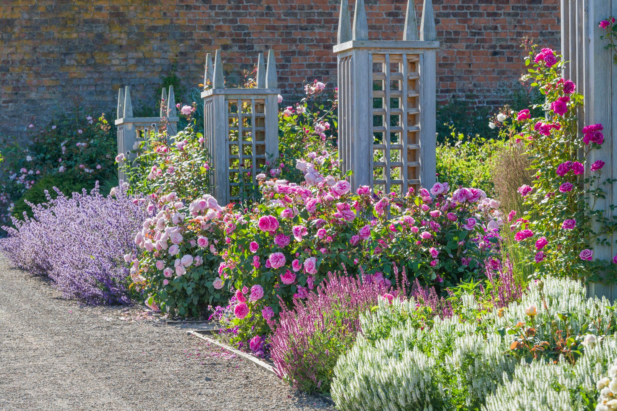 David Austin Roses - Understandably, the colour of roses and ...