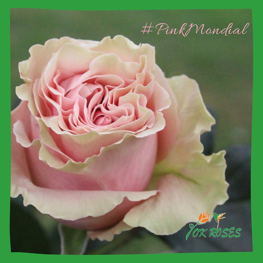 Florícola OK ROSES S.A. - 💐This beautiful pink rose with its ruffled ...