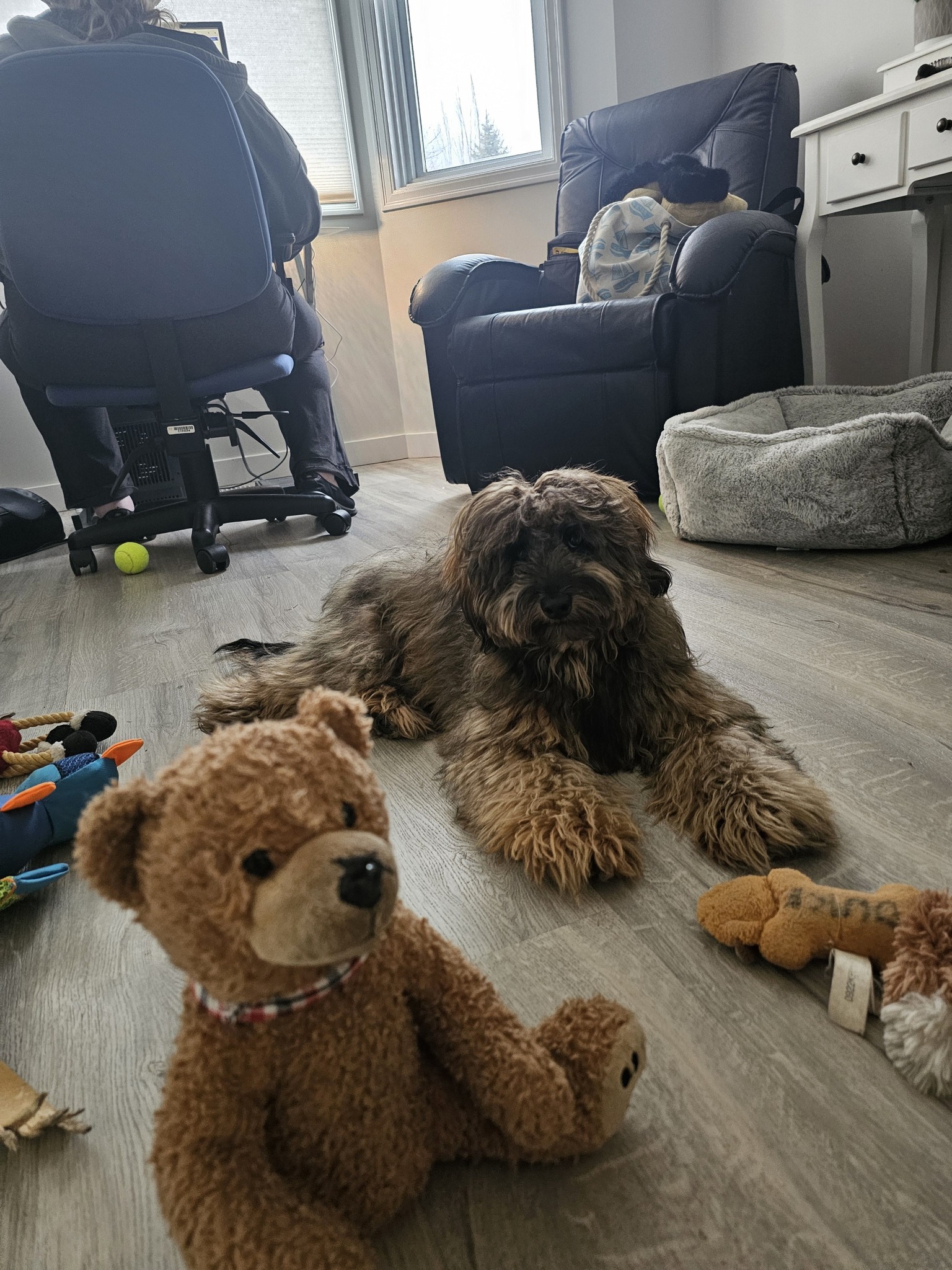 Cockapoo Owners | This is Mabel. She’s a year old and is going through ...