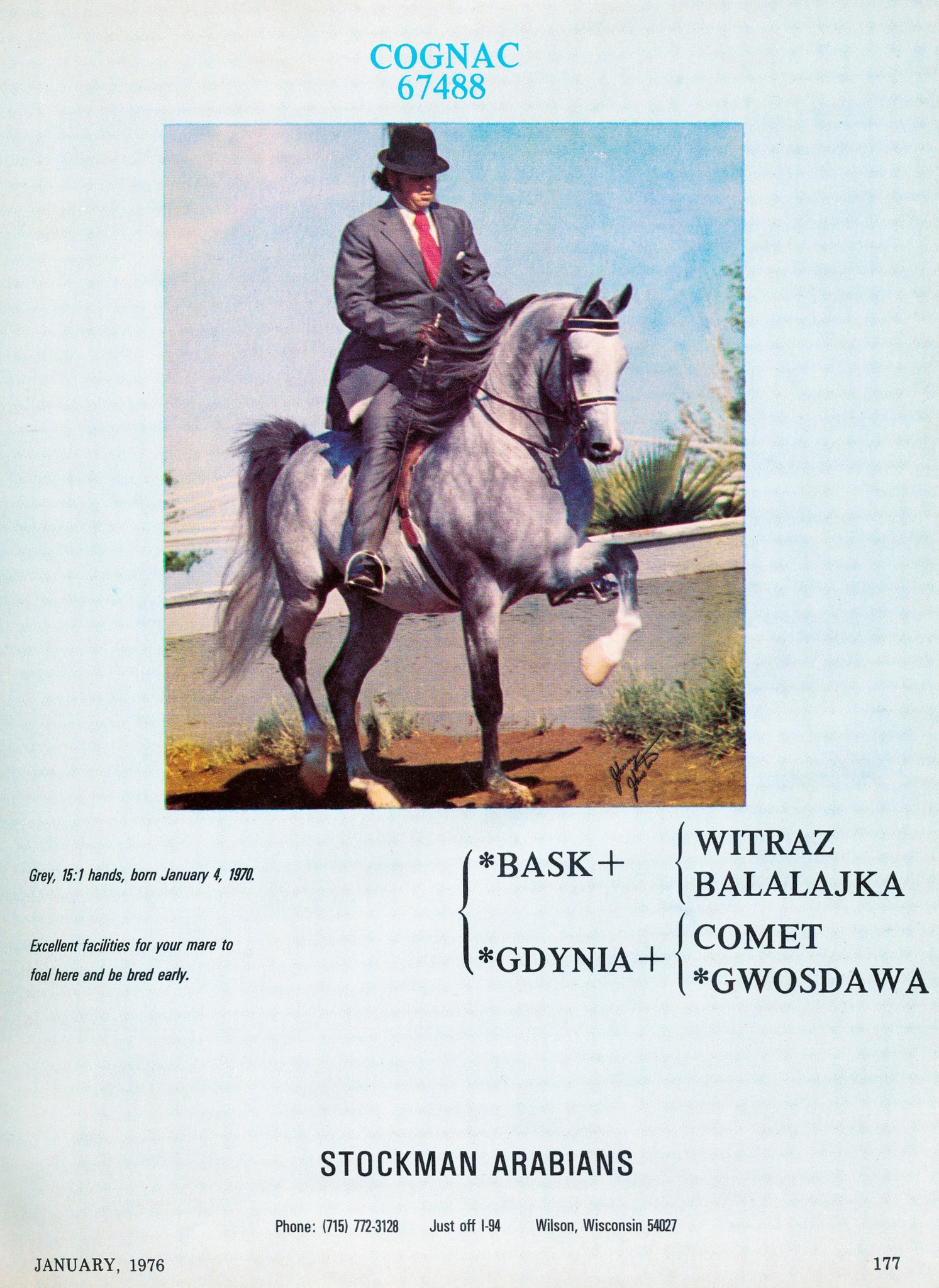 COLOGNE (Cognac x Mi Daiclare) 1985 grey stallion