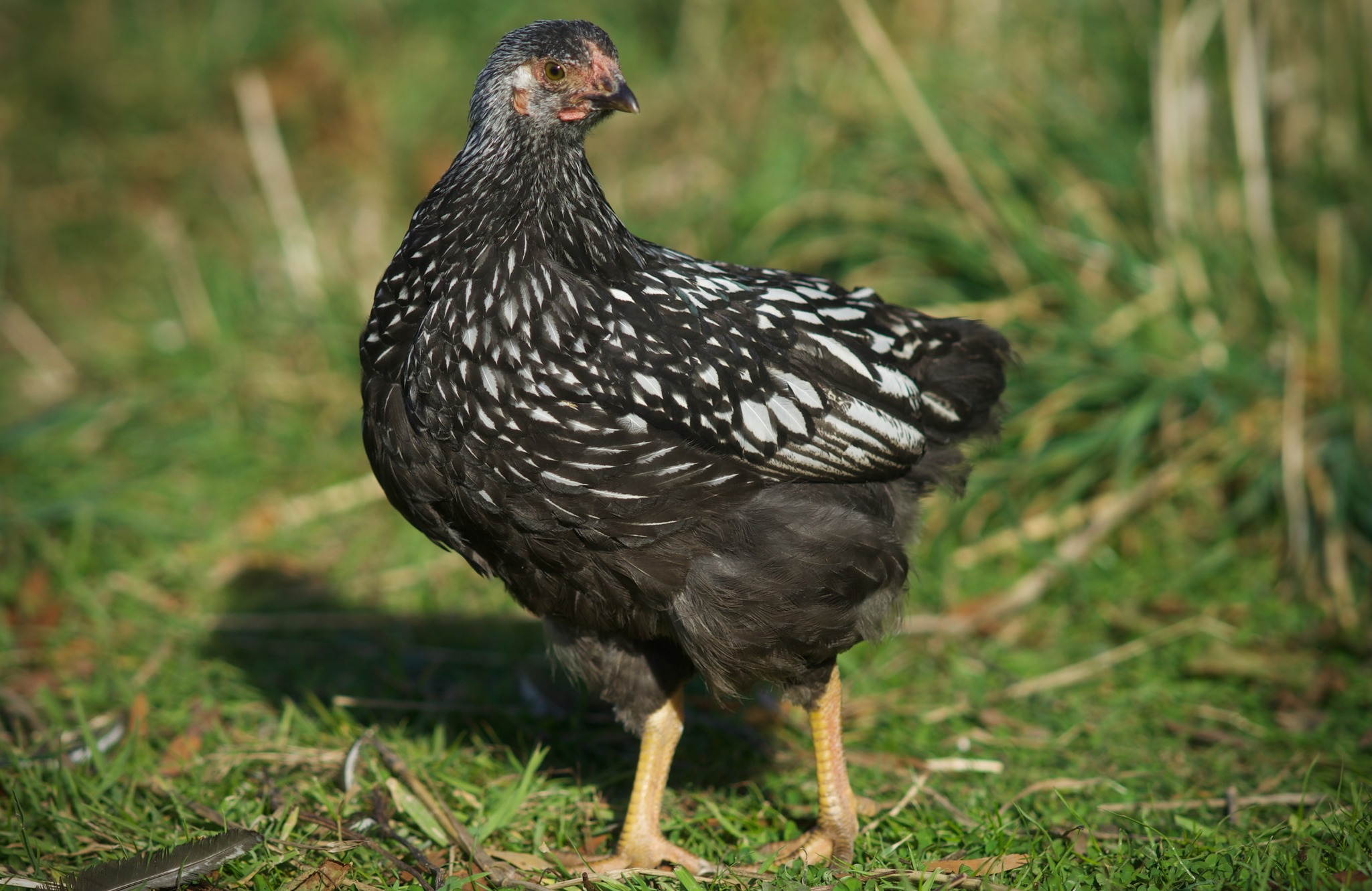 Silver Laced Wyandotte: Breed Profile | Chicken Fans