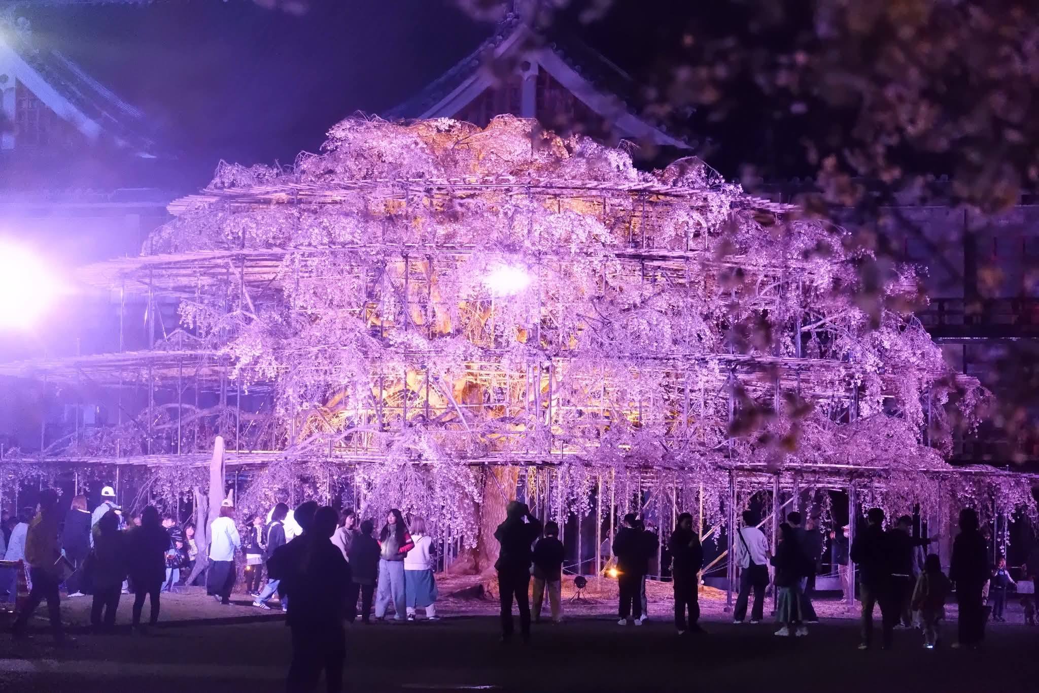 人影からどれだけ大きな枝垂れ桜か伝わりますでしょうか。 天理教の