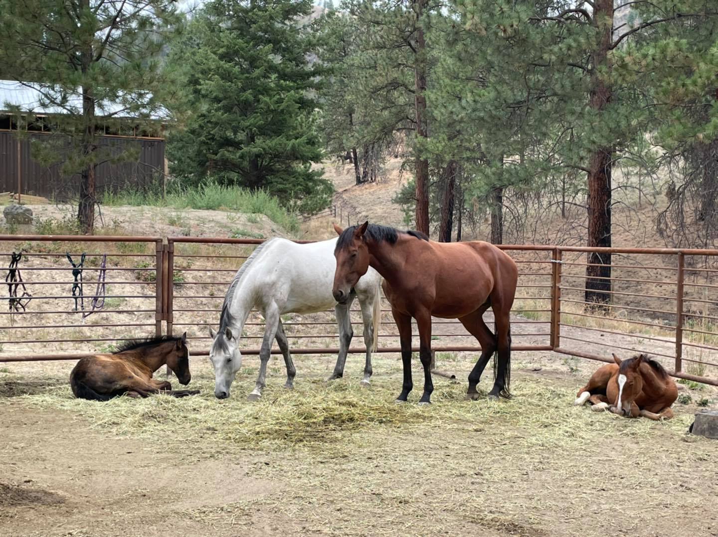 Winsome Meadows - Happy family, tired family. 😍 Royal... | Facebook