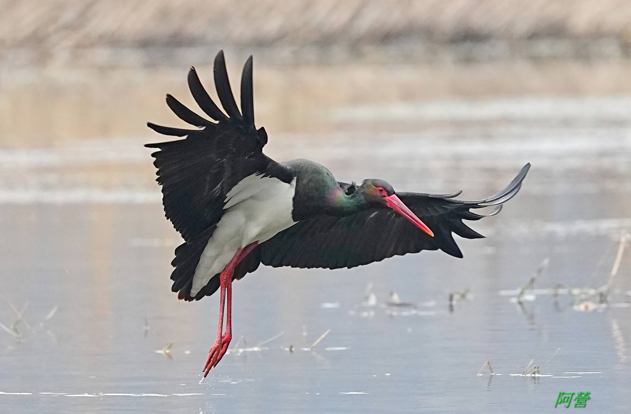 台灣鳥類攝影發表園地 | 黑鸛（學名：Ciconia nigra）是鹳形目鹳科的一种大型涉禽，又名烏鸛、老鸛，全身黑色羽毛帶有綠紫色光澤，腹部 ...
