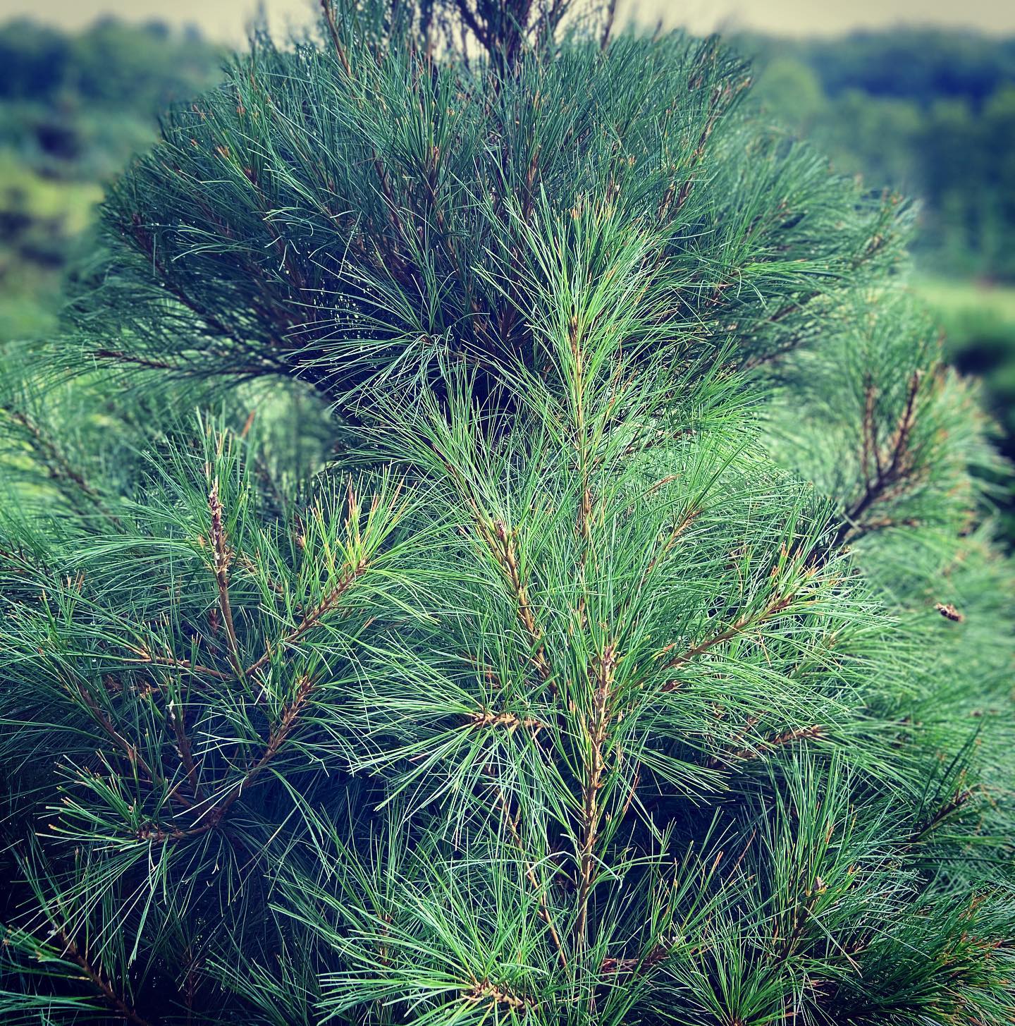 Riley Tree Farms | Dundee OH