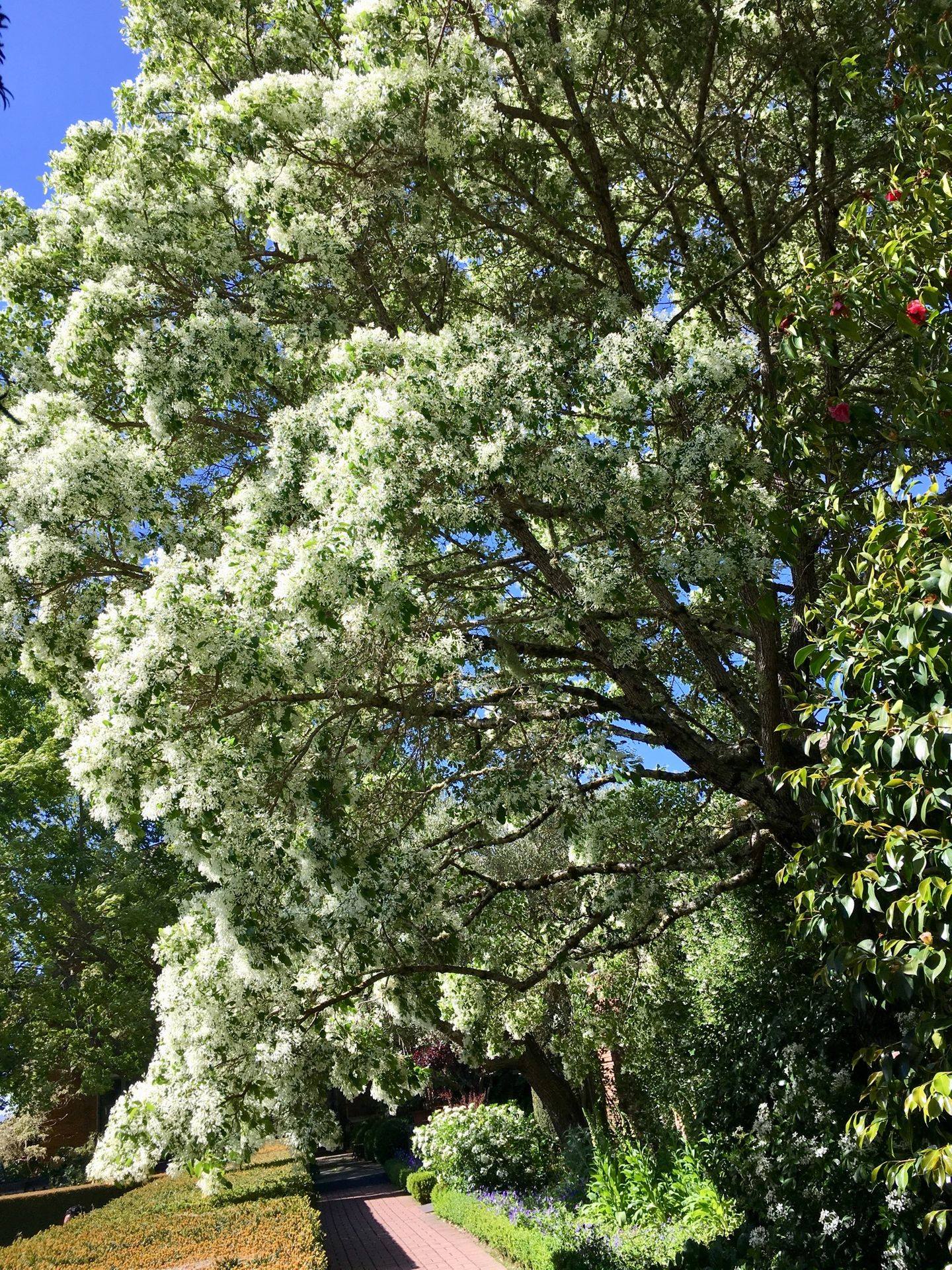 Filoli - The Chinese Fringe tree is looking spectacular in the garden ...