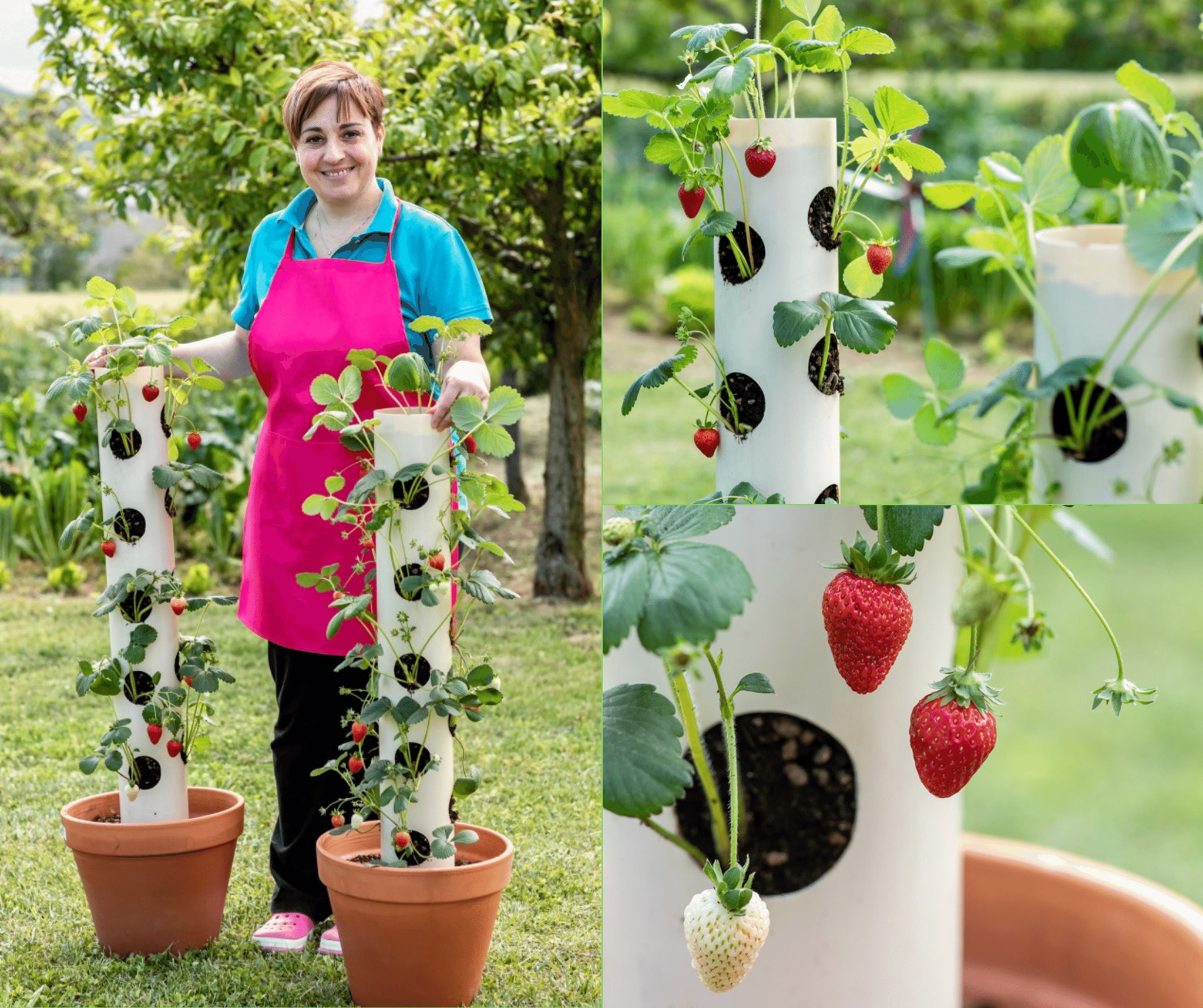Pianta Di Fragole VANDAS – Pronta Al Frutto, Vaso 14 Cm, Perenne Facile Da Coltivare In Balcone O Orto