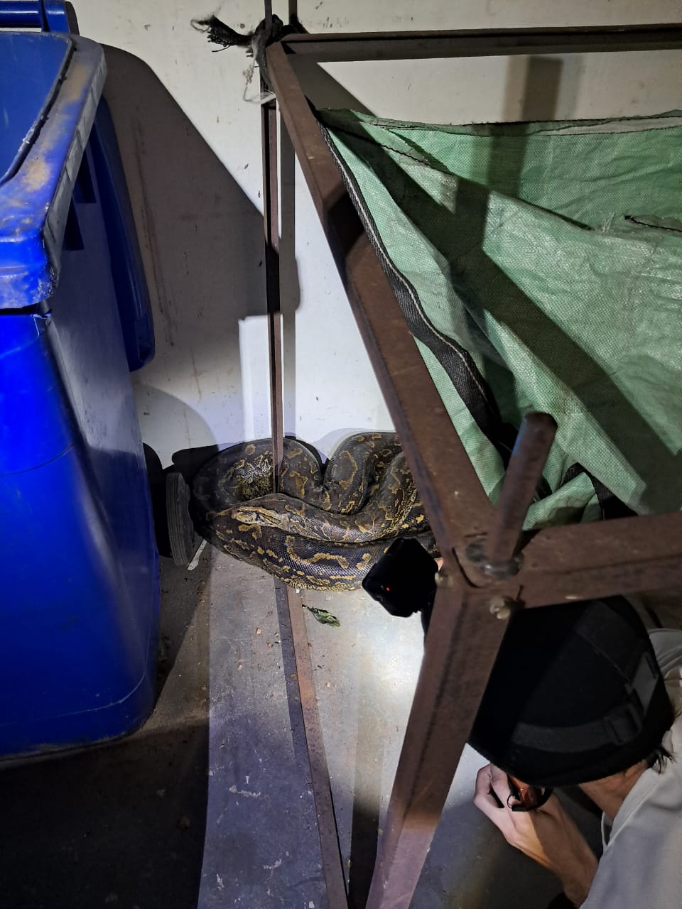 Snakes of Southern Africa | South African Python, Scottburgh, KZN ...