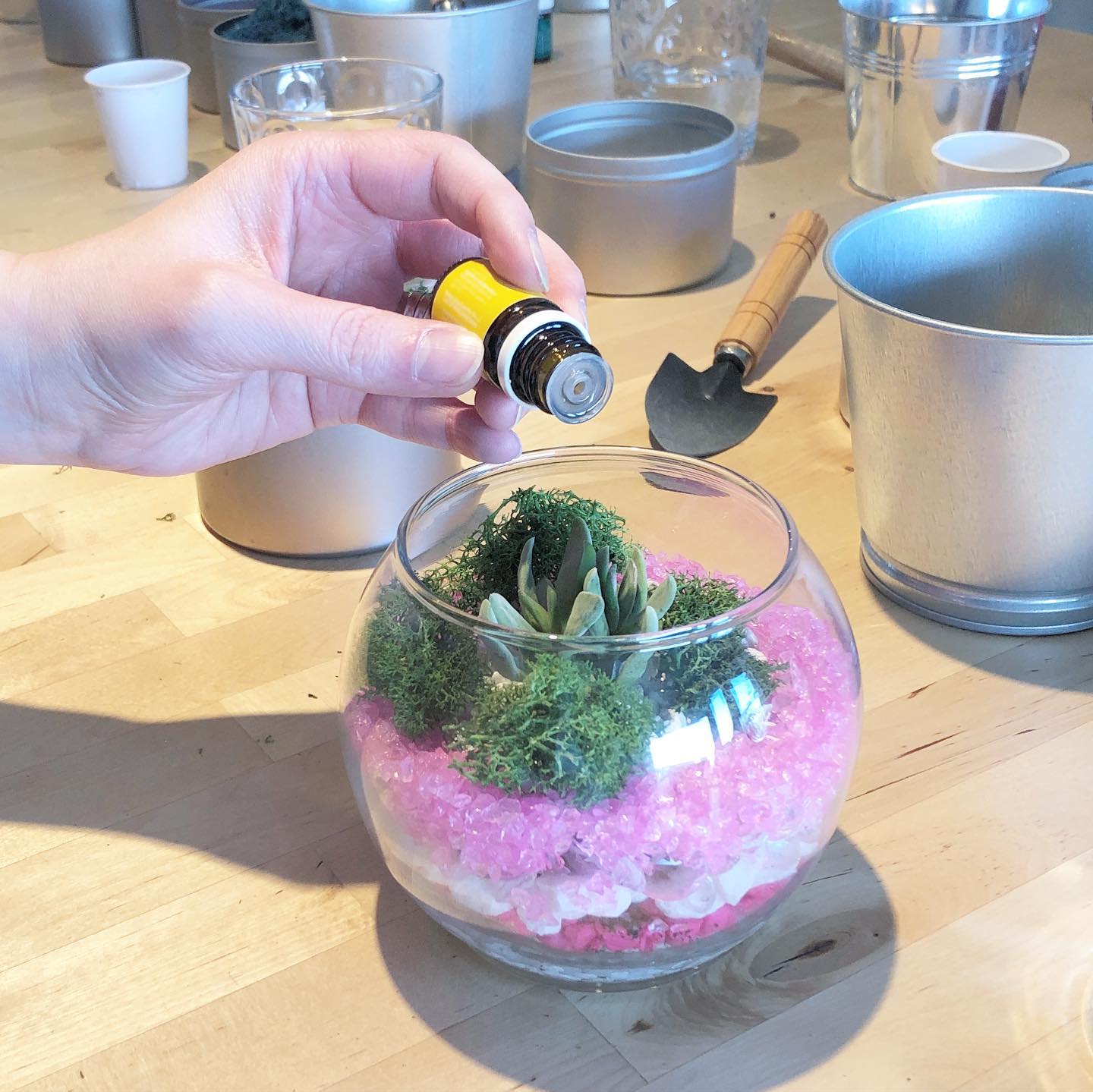 Plant Vibe Kits - The succulent essential oil diffuser...