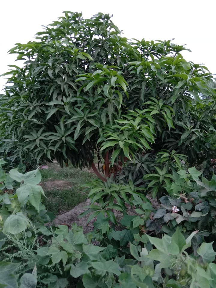 Qazi Faiz Mohammad Rajar Zarai Farm