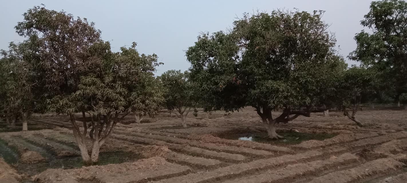 Qazi Faiz Mohammad Rajar Zarai Farm