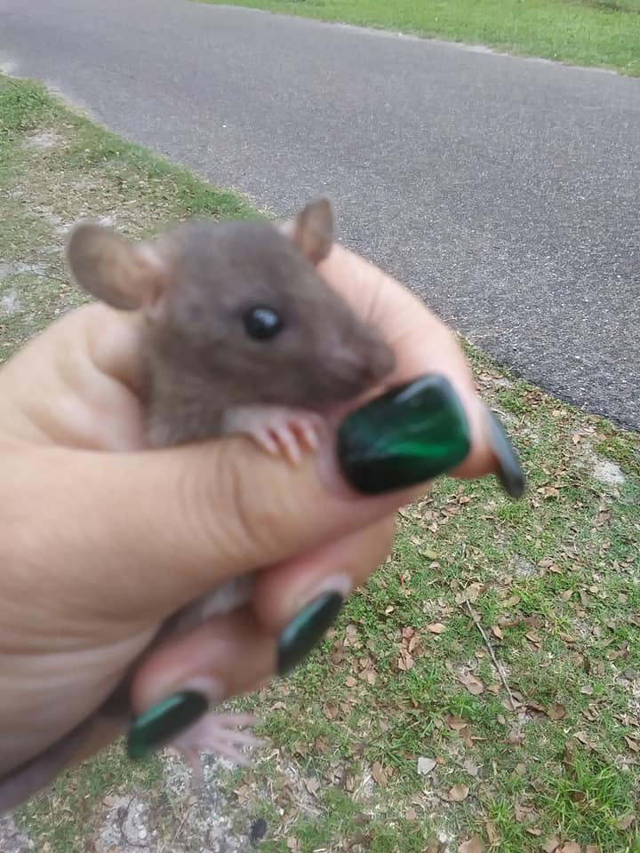 StarFire Rattery | Jacksonville FL