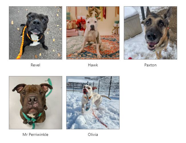 Help save 5 dogs from euthanasia in Philadelphia, PA