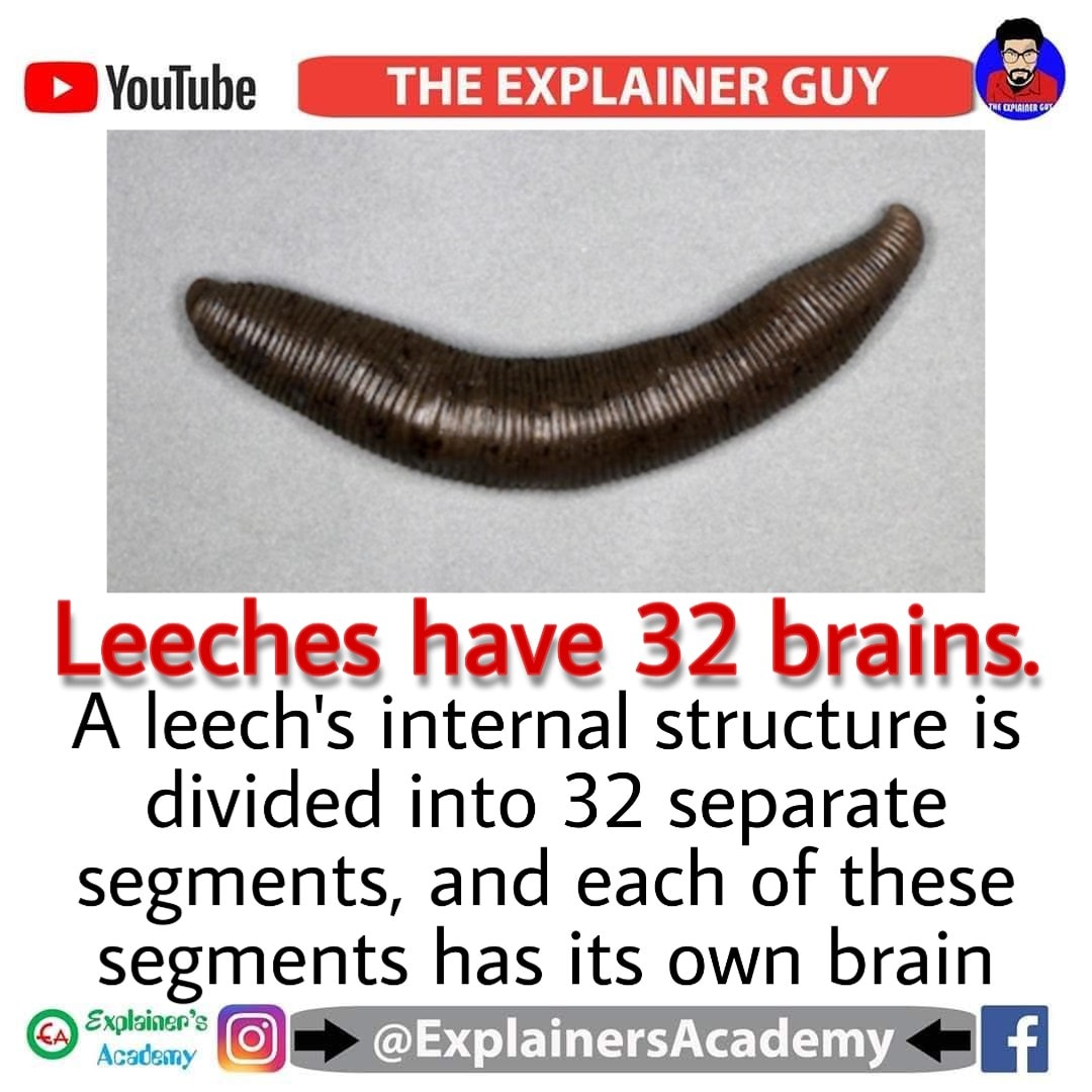 #explainersacademy #leech #brain... - Explainer's Academy