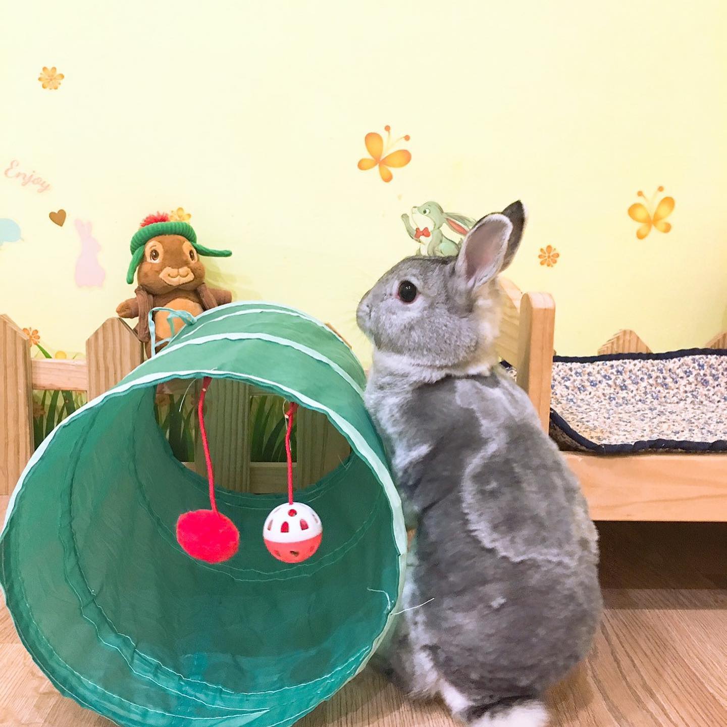 兔巢 rabbit nest - Rabbit playing with toy🥳🥳🥳... | Facebook