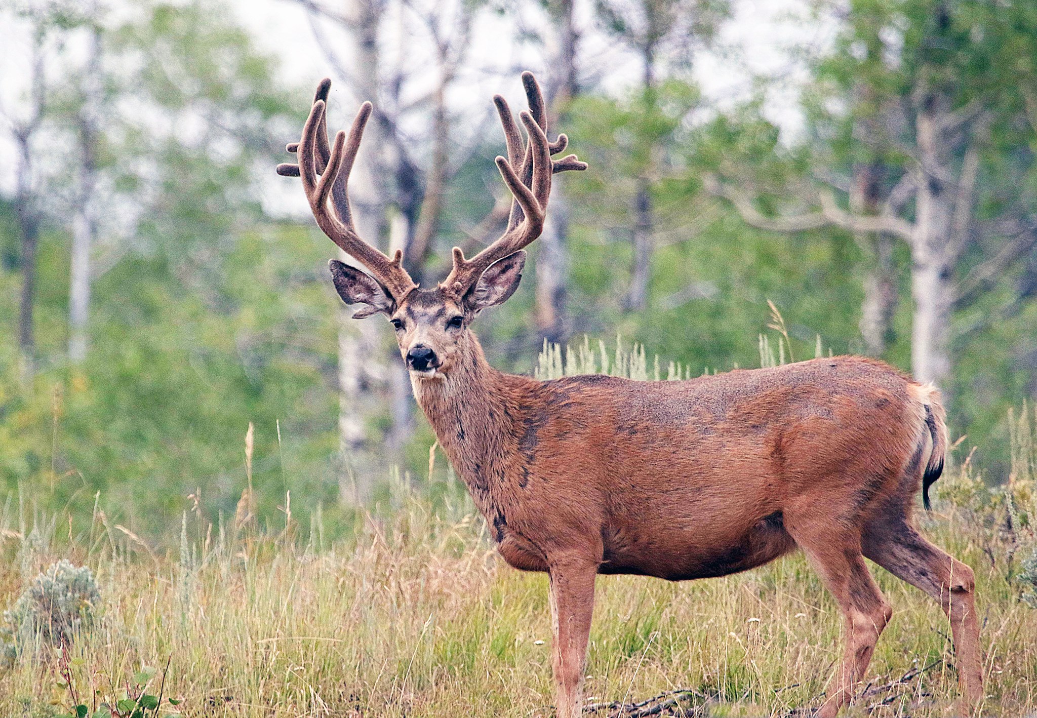 deer antler extract vs igf-1 lr3 reddit This is the same buck — the first photo was taken in August and the second one was taken this week. Notice the piece of missing and the fresh rut wound reduce pigmentation face wash