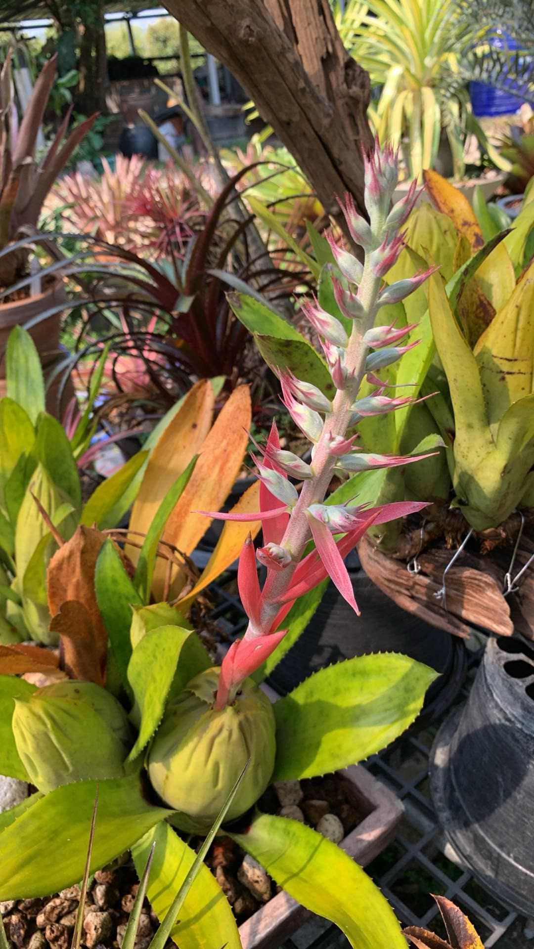 Aechmea brassicoides inflorescence.