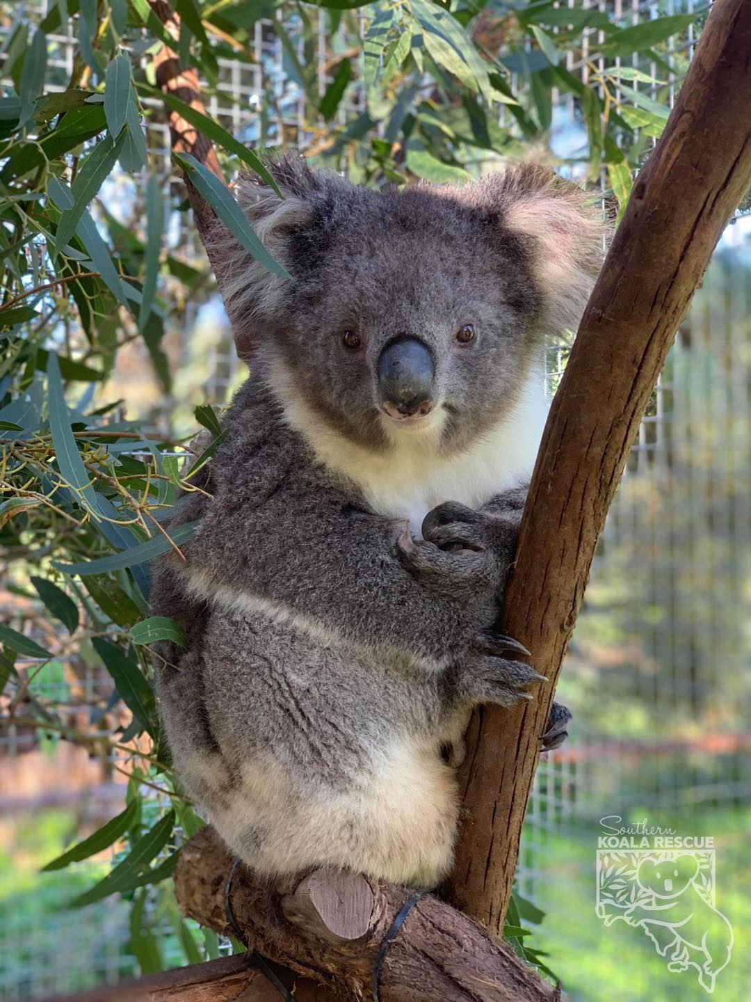 Embark Tree Services