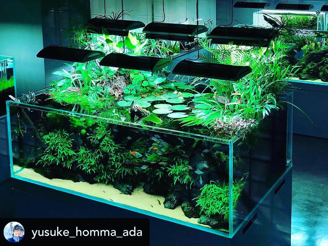 Pzes Es Good Weekend To Everyone Posted Withrepost Yusuke Homma Ada As Time Goes By The Way Of Growing Plants Is Also Changing Nature Aquarium Gallery 180 Cm Overflow Tank