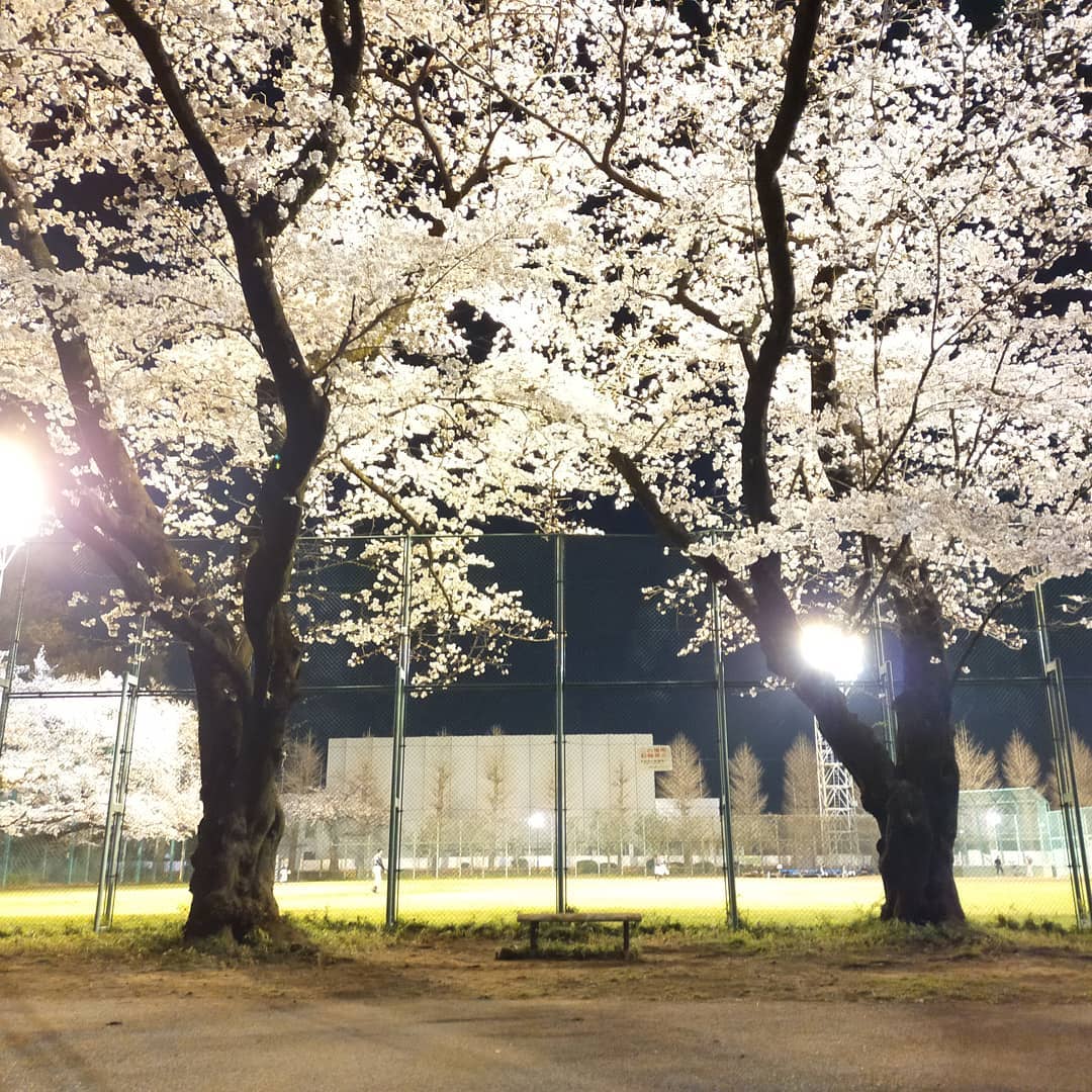 アプローチヘア 夜桜とグラウンド 石神井公園 桜 夜桜 Facebook