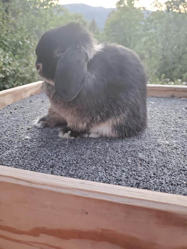 Top Hops Rabbitry