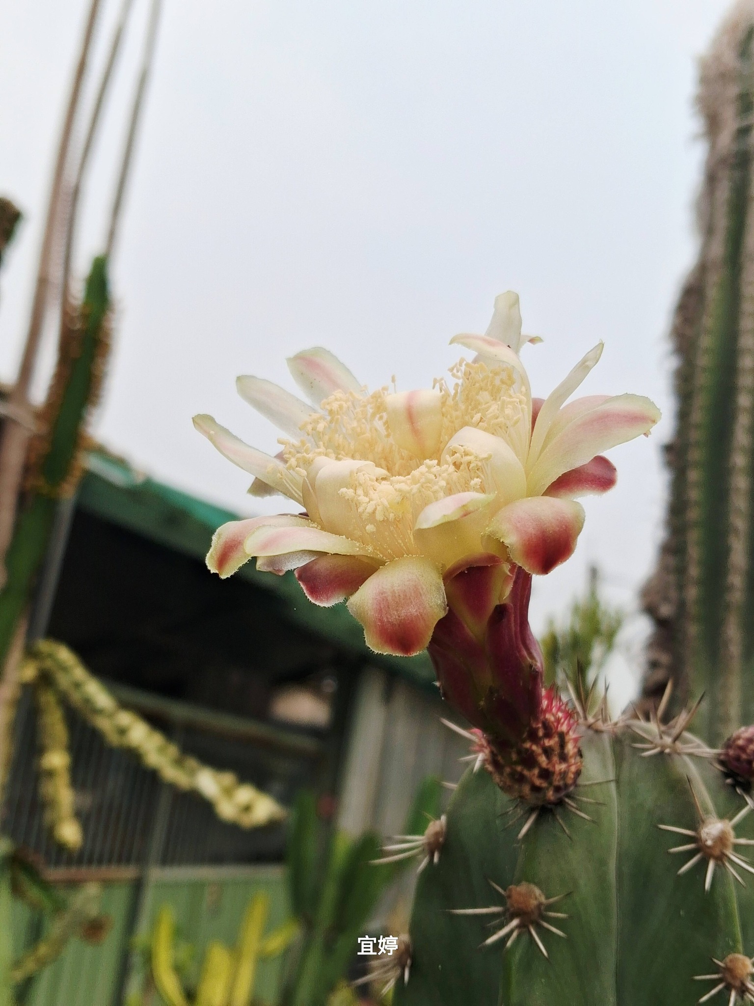 仙人掌 朝霧 閣 狹花柱仙人掌 朝霧閣 Stenocereus pruinosus