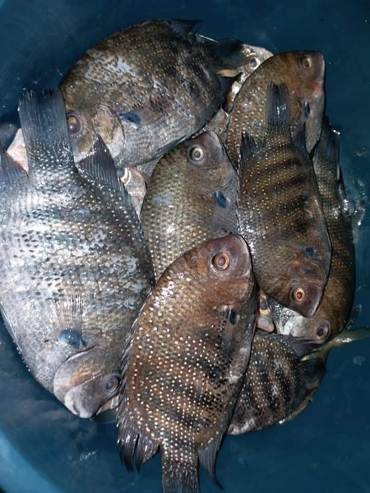 Goa Fish
