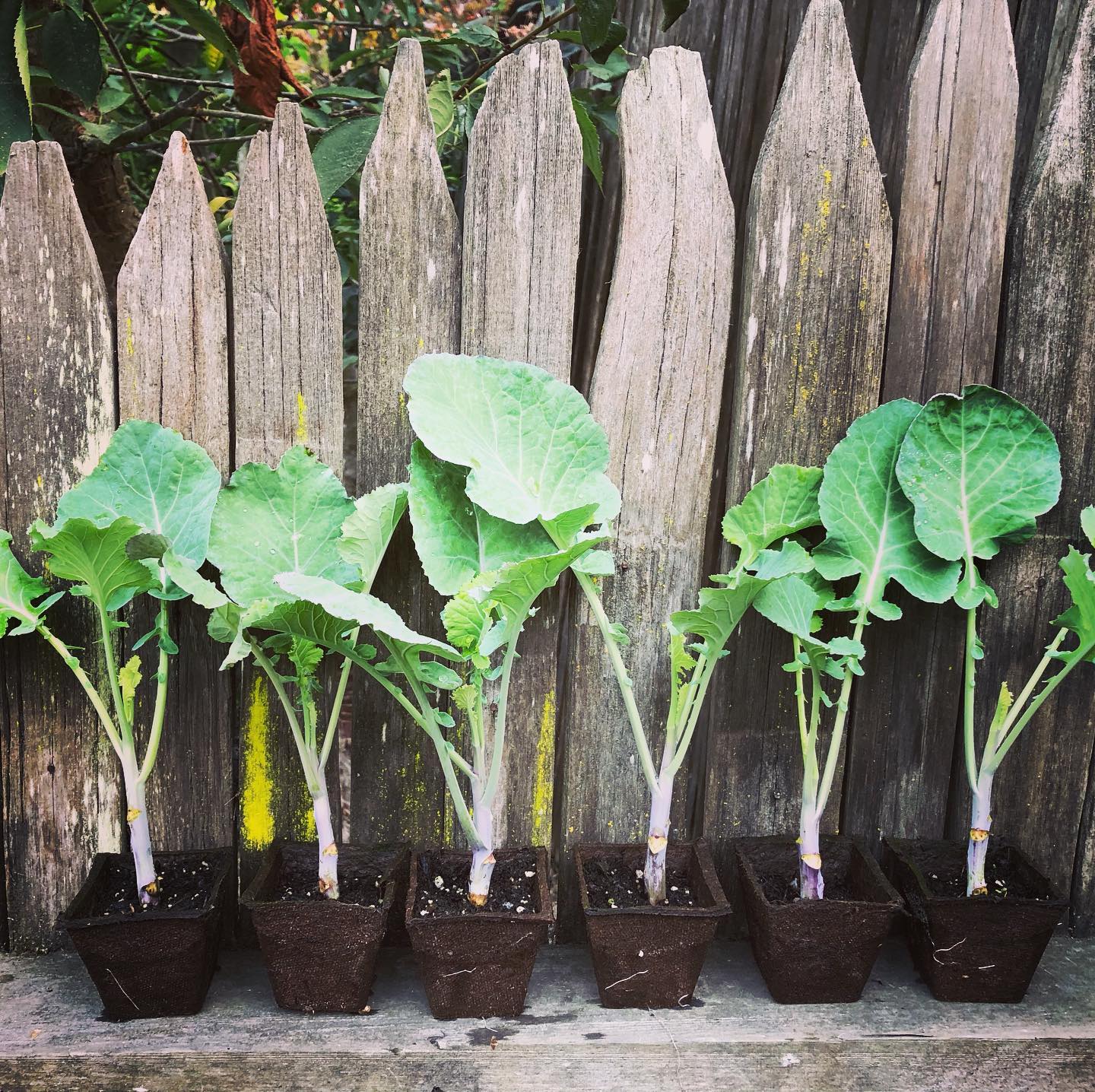 New listing for these gorgeous tall... - Project Tree Collard