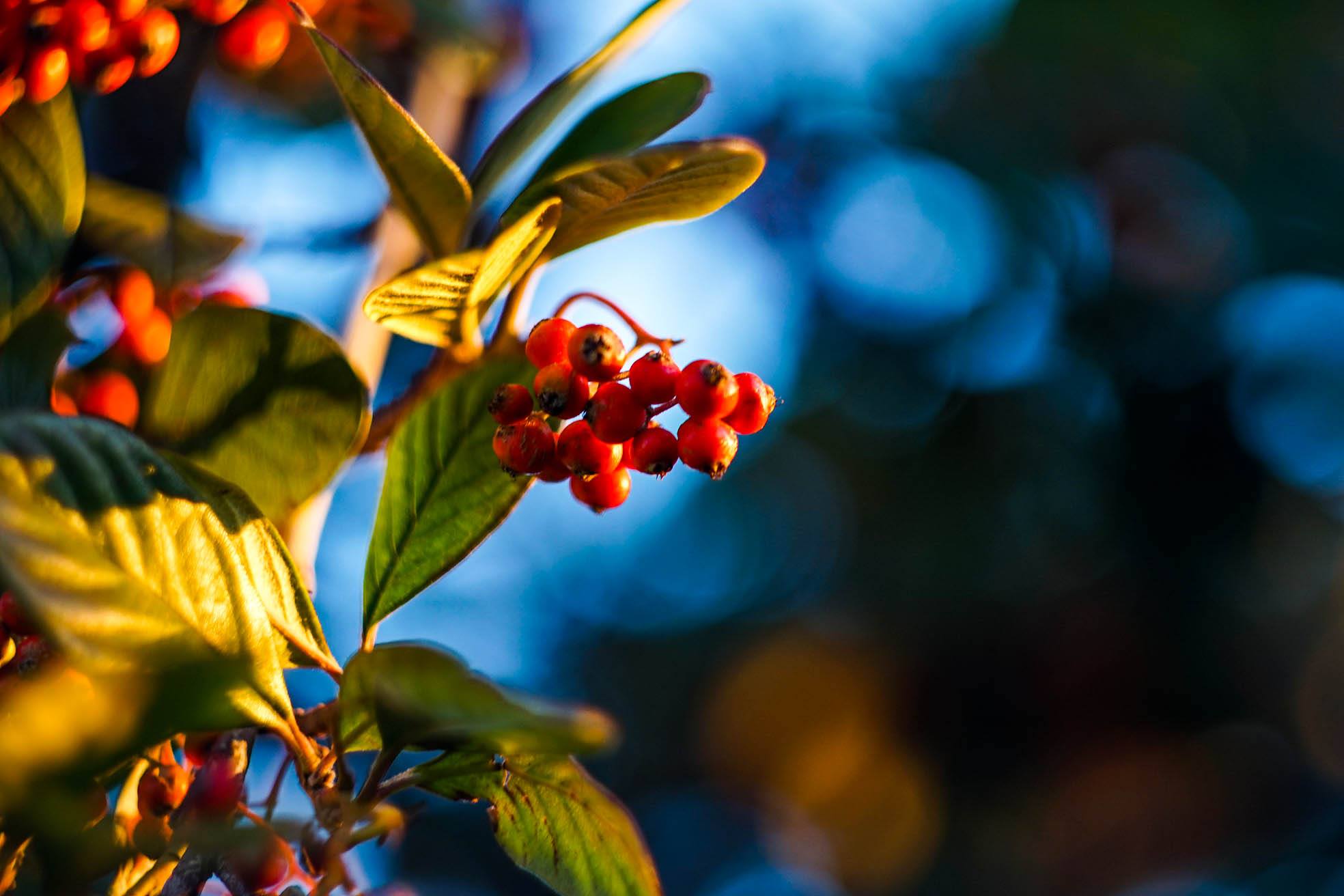 Helios 44-2, 58mm f2