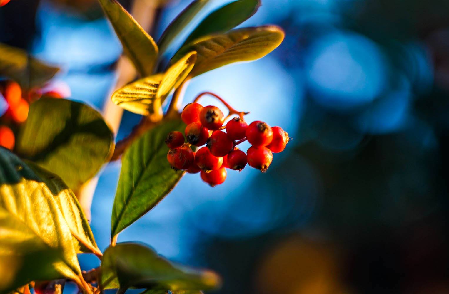 Helios 44-2, 58mm f2