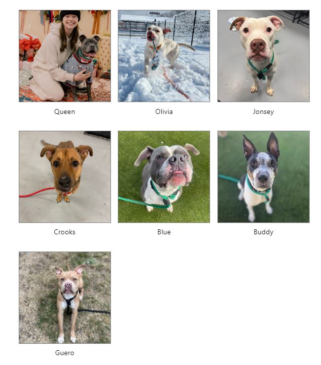 Dogs at risk of euthanization in Philadelphia