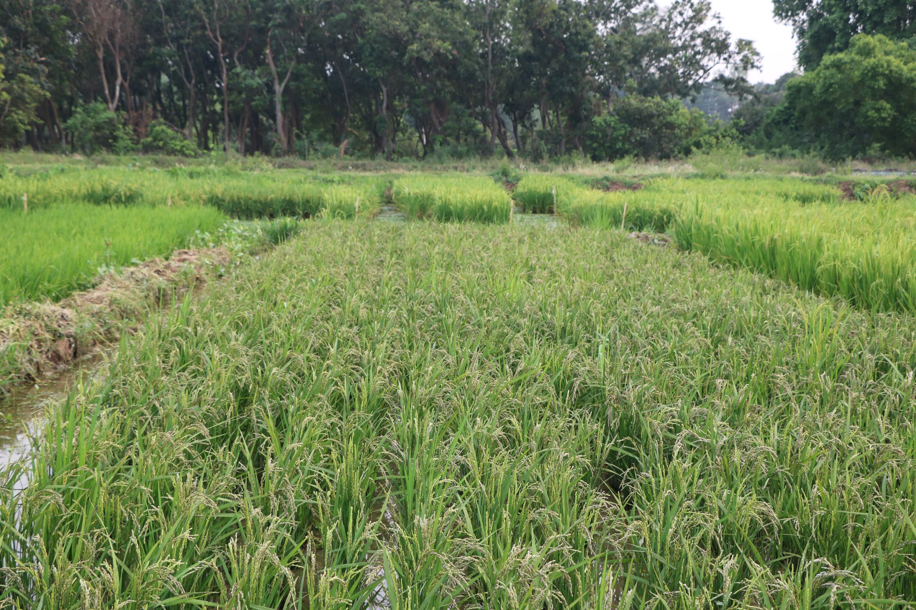 National Rice Research Program- NRRP | Janakpur