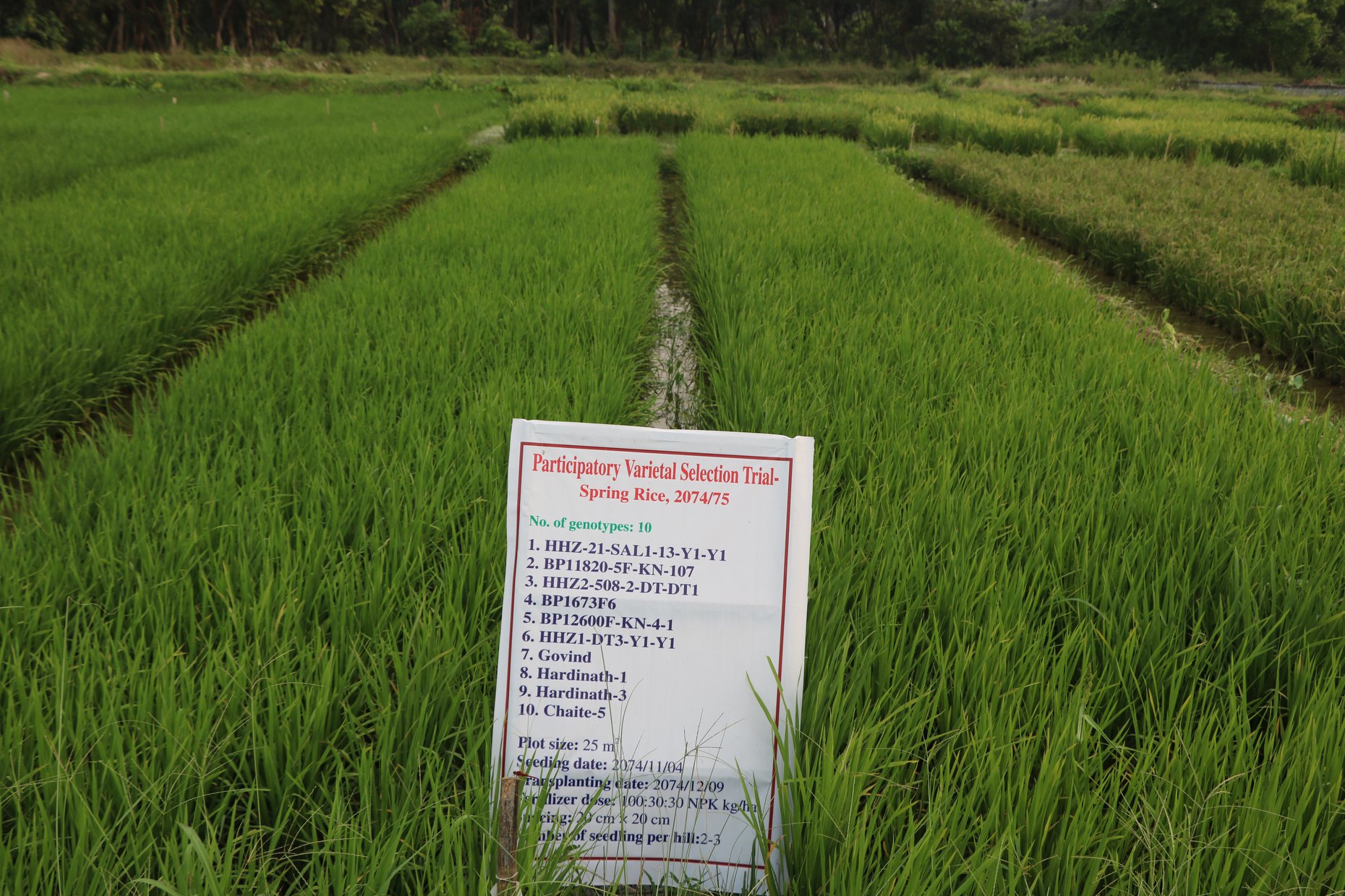 National Rice Research Program- NRRP