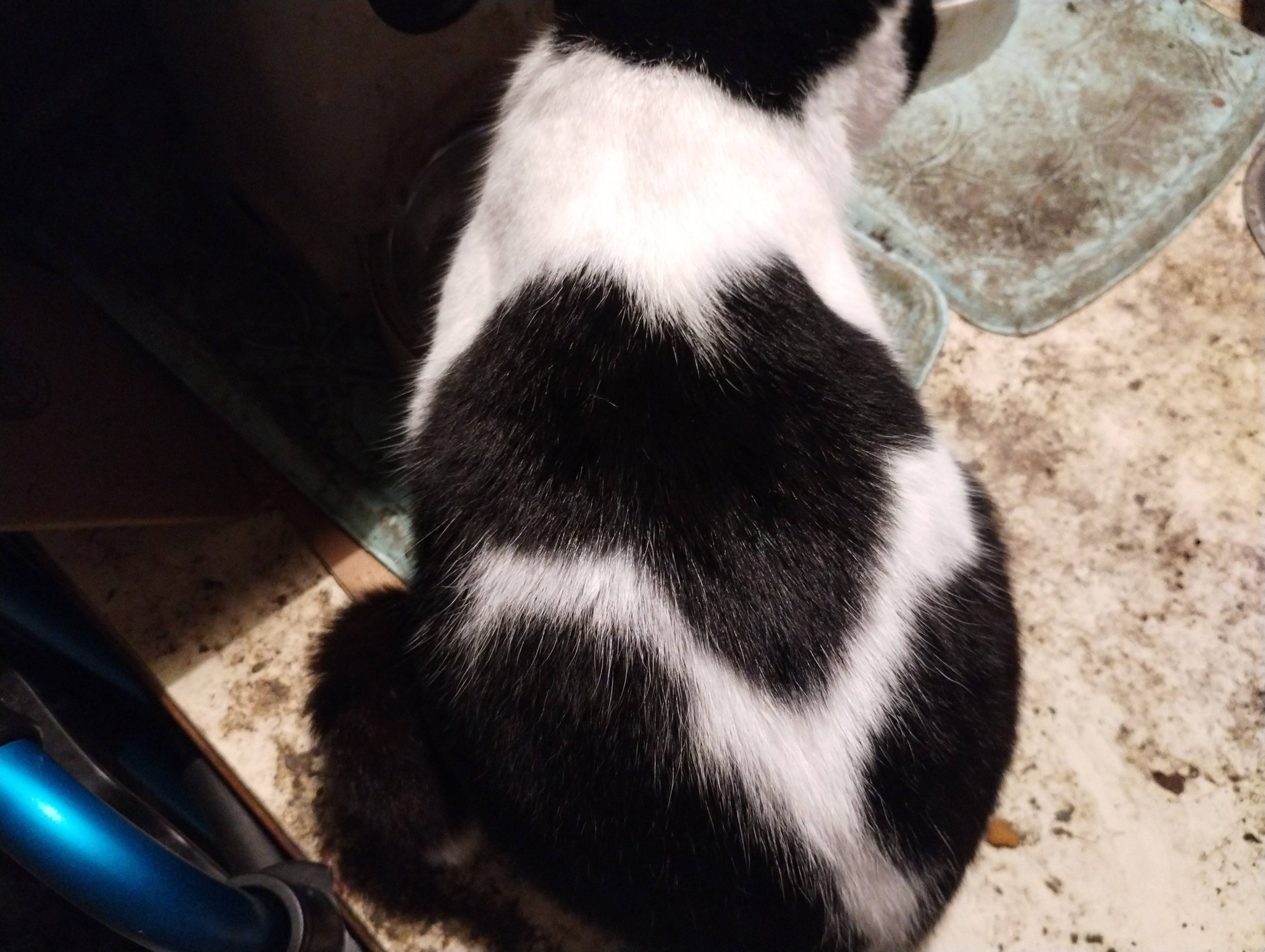 What are wing-like markings on cats?