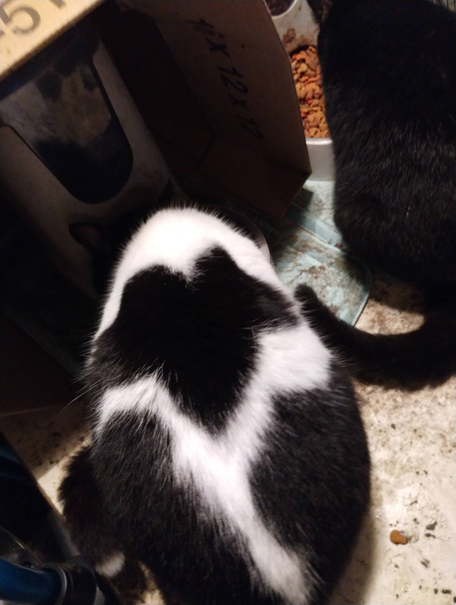 What are wing-like markings on cats?