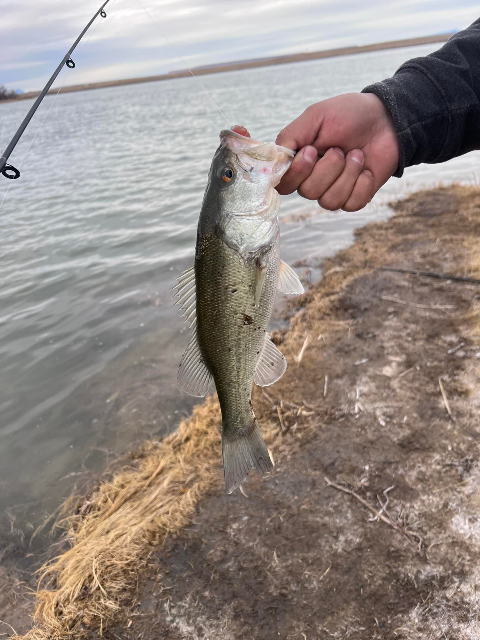 Caught 8 bass at Morgan Lake using Zoom plastics