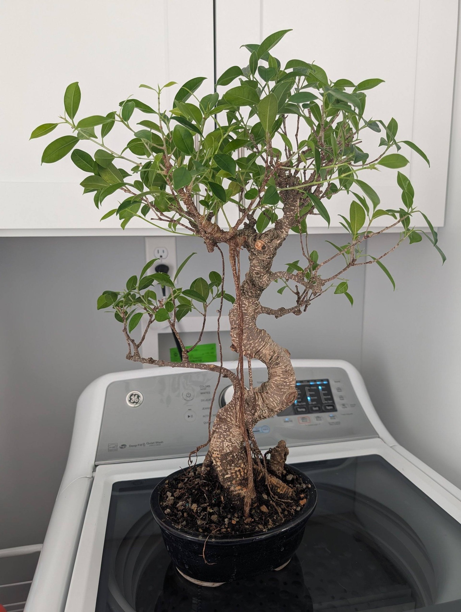 フィカス ベンガレンシス 8号150cm S-shaped tree form フィカス