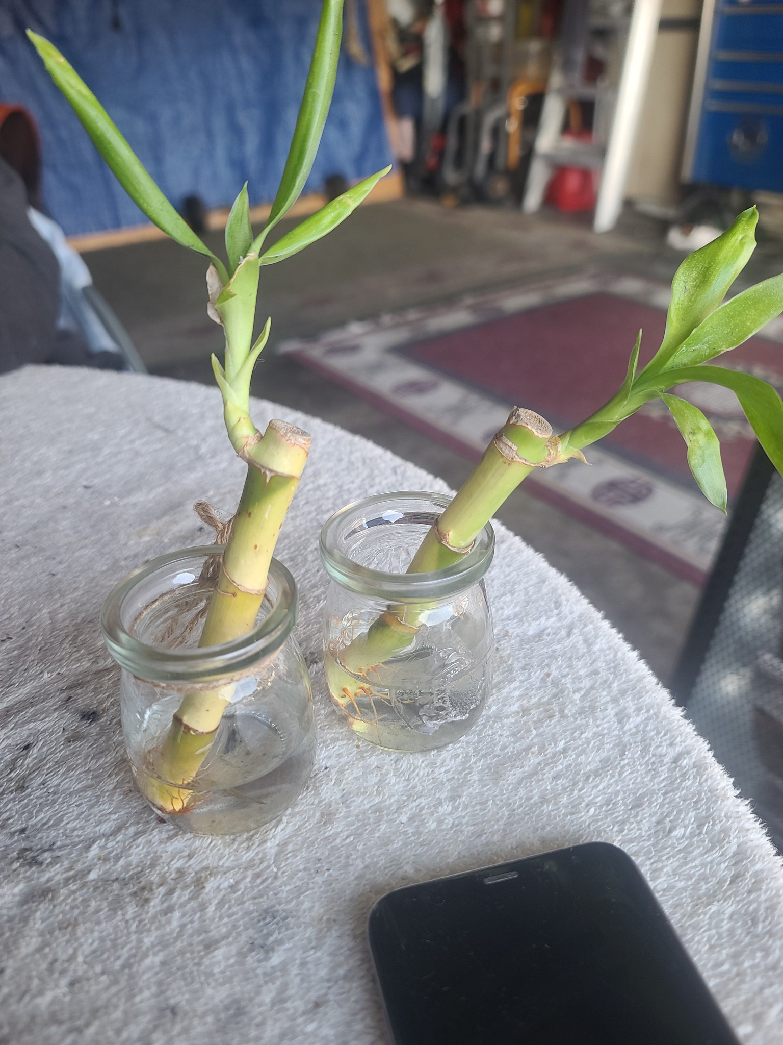 100 Graines Lucky Bamboo Dracaena - 6 Variétés Complètes Pour Culture En Pot - Taux Germination 95%