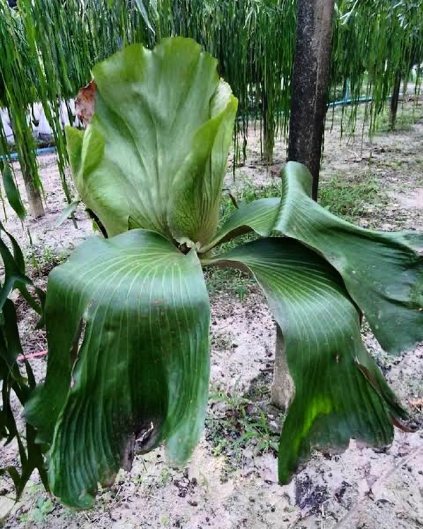 P.AHASA Hybrid from P. HILLII X P. ELEPHANTOTIS see you on mother