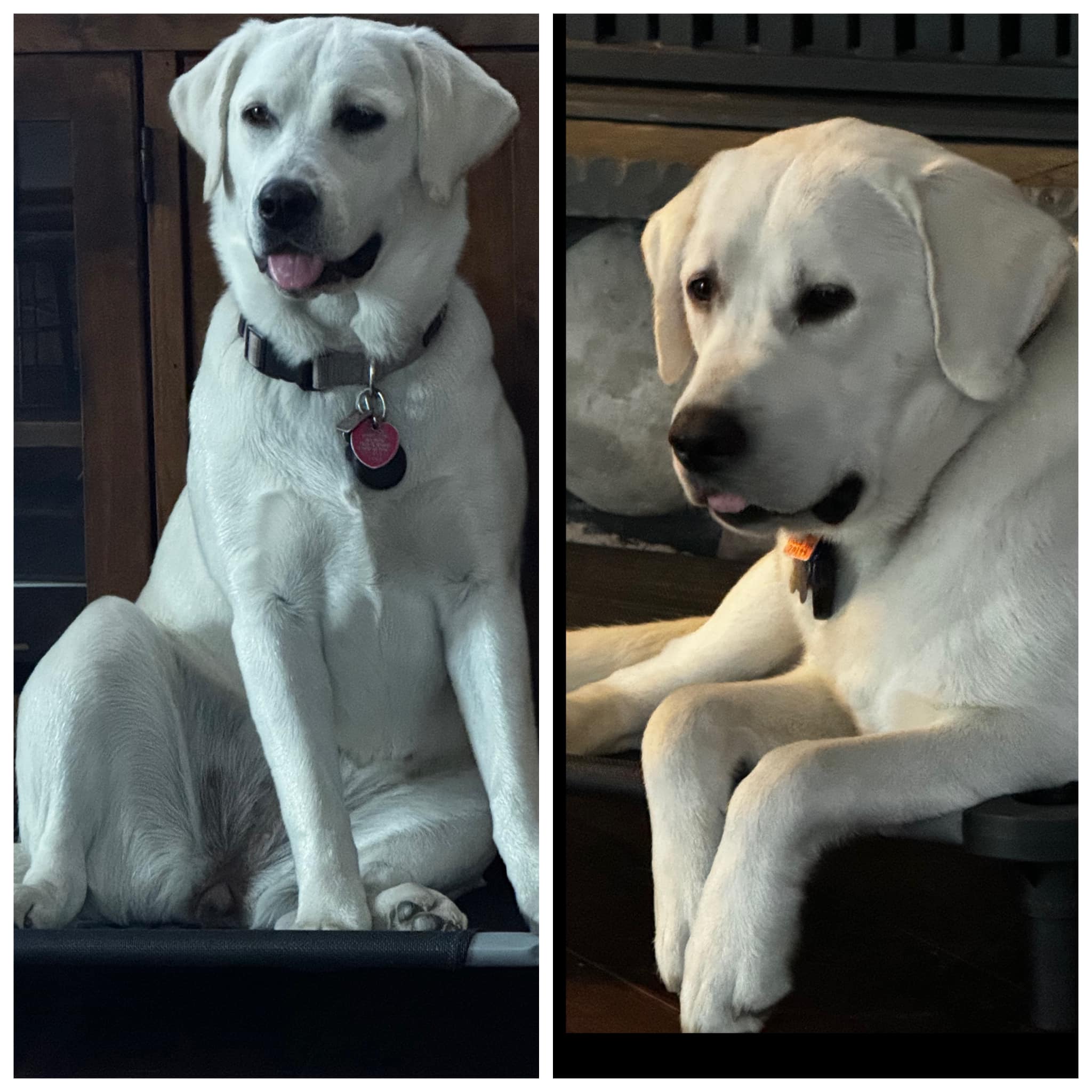 How to reduce Labrador dog hair shedding?