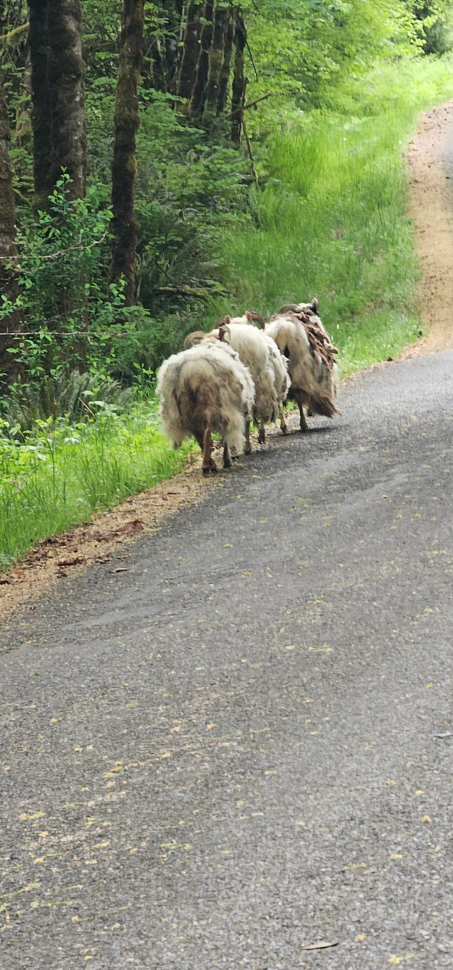 Who owns the lost sheep near highway in Franklin County?