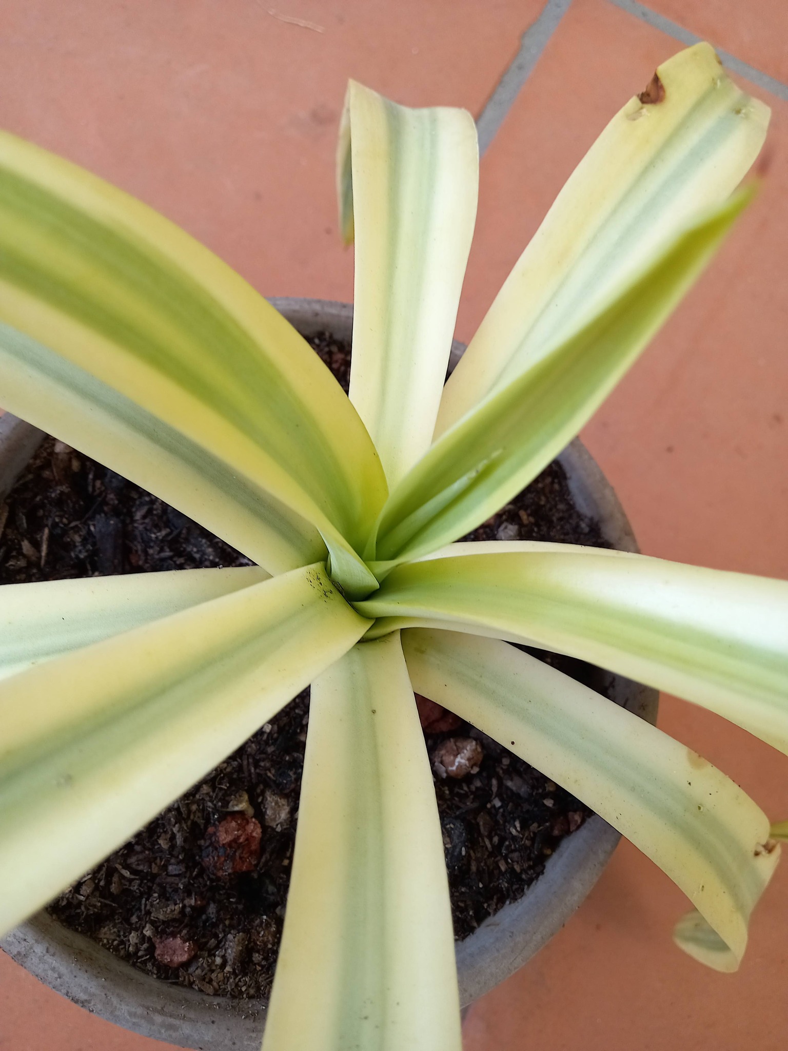 Is this plant a bromeliad or Alcantarea moray?