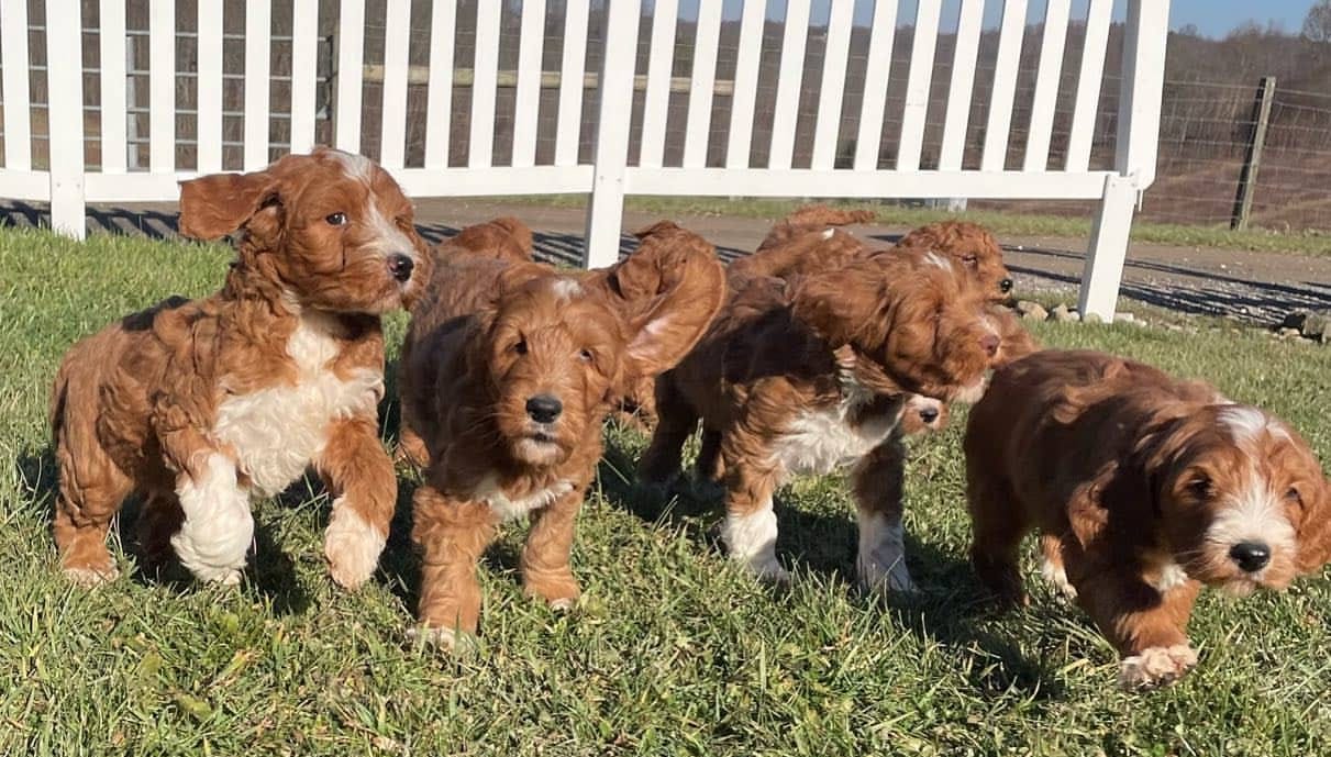 Adorable Cavapoo Puppies Rescue